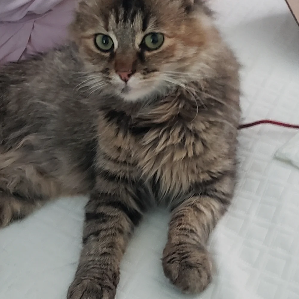 My rescue kitty